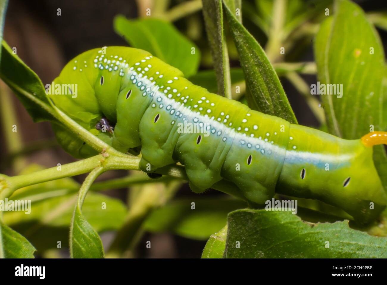 Green butterfly worm (Leaf eating caterpillar) on leaf.Macro view Stock Photo