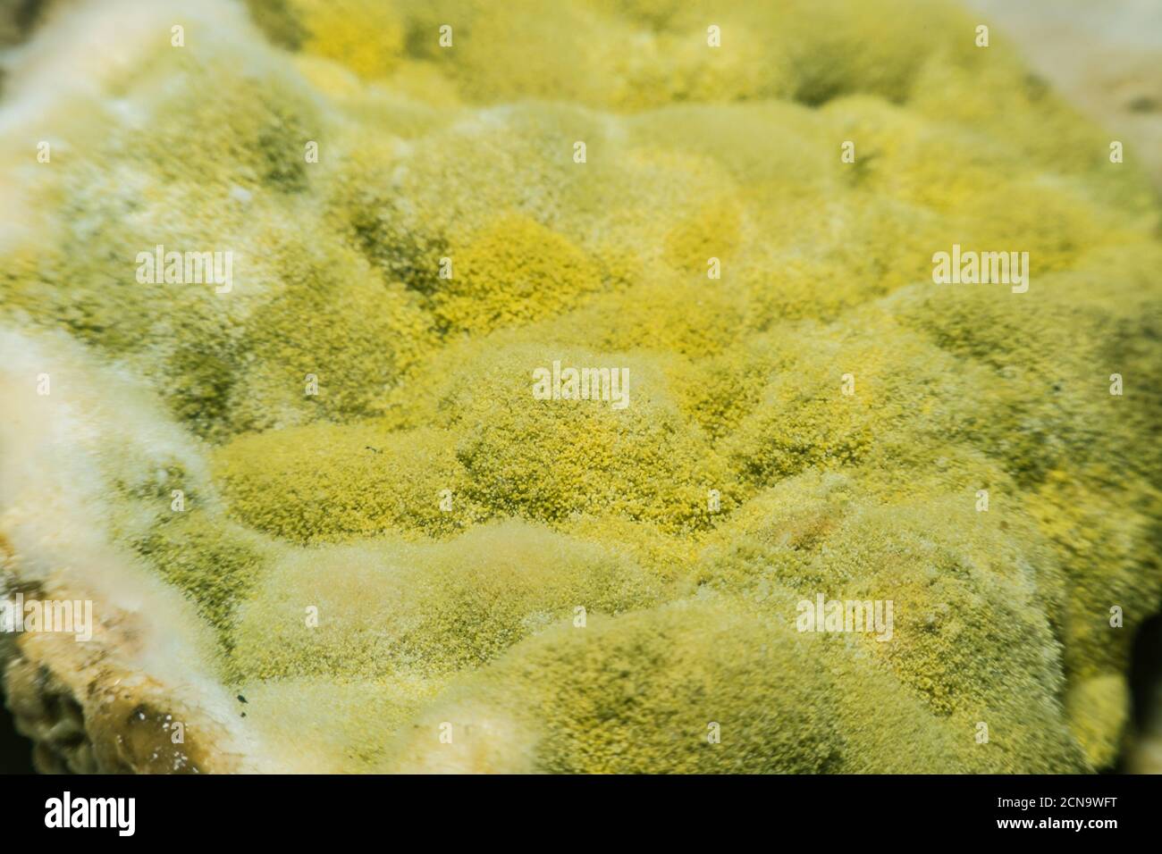 Spread of green fungal mold on spoiled food products. Stock Photo