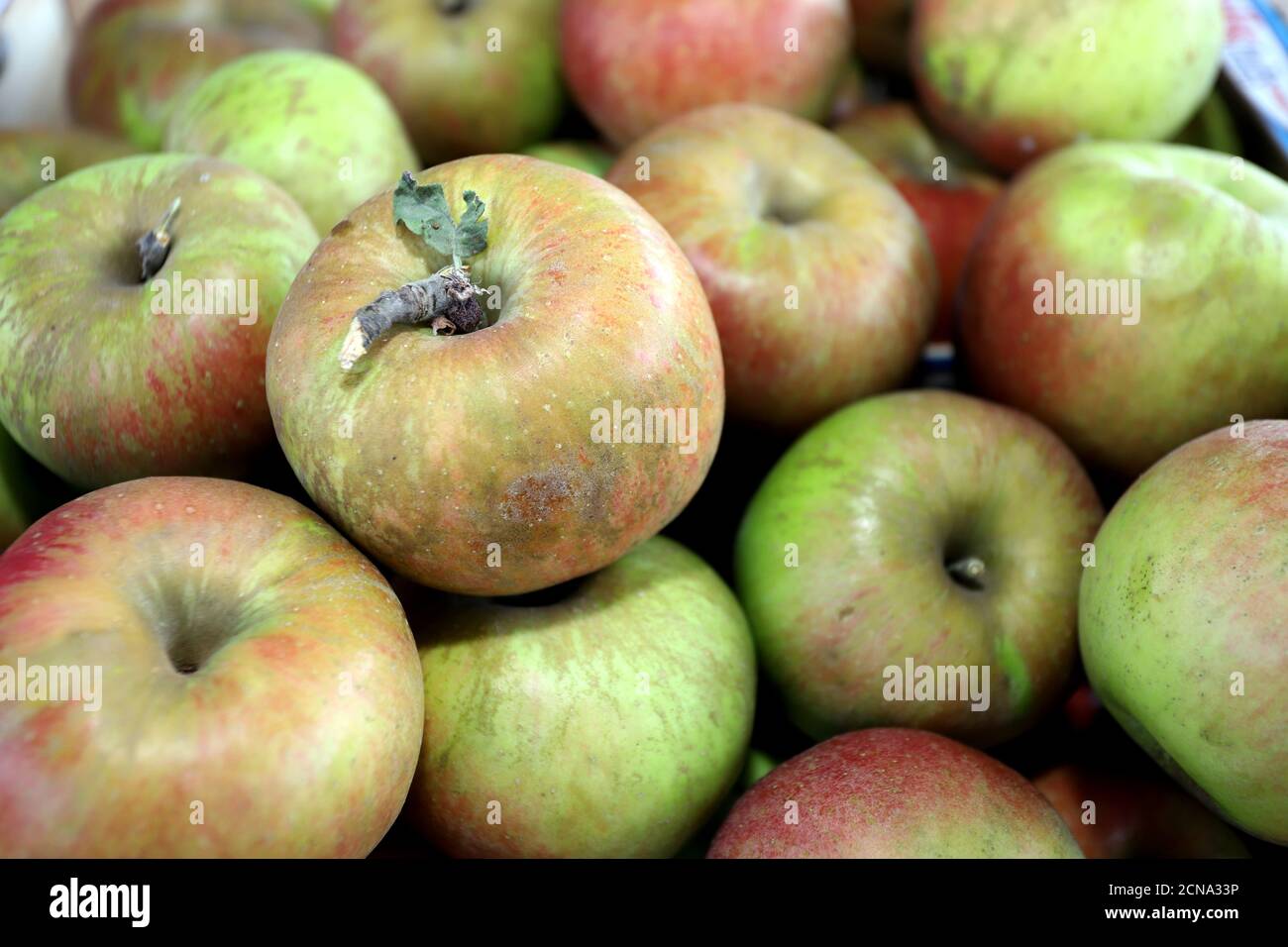 Crunchy green and red apples. Apples pattern Stock Photo Alamy
