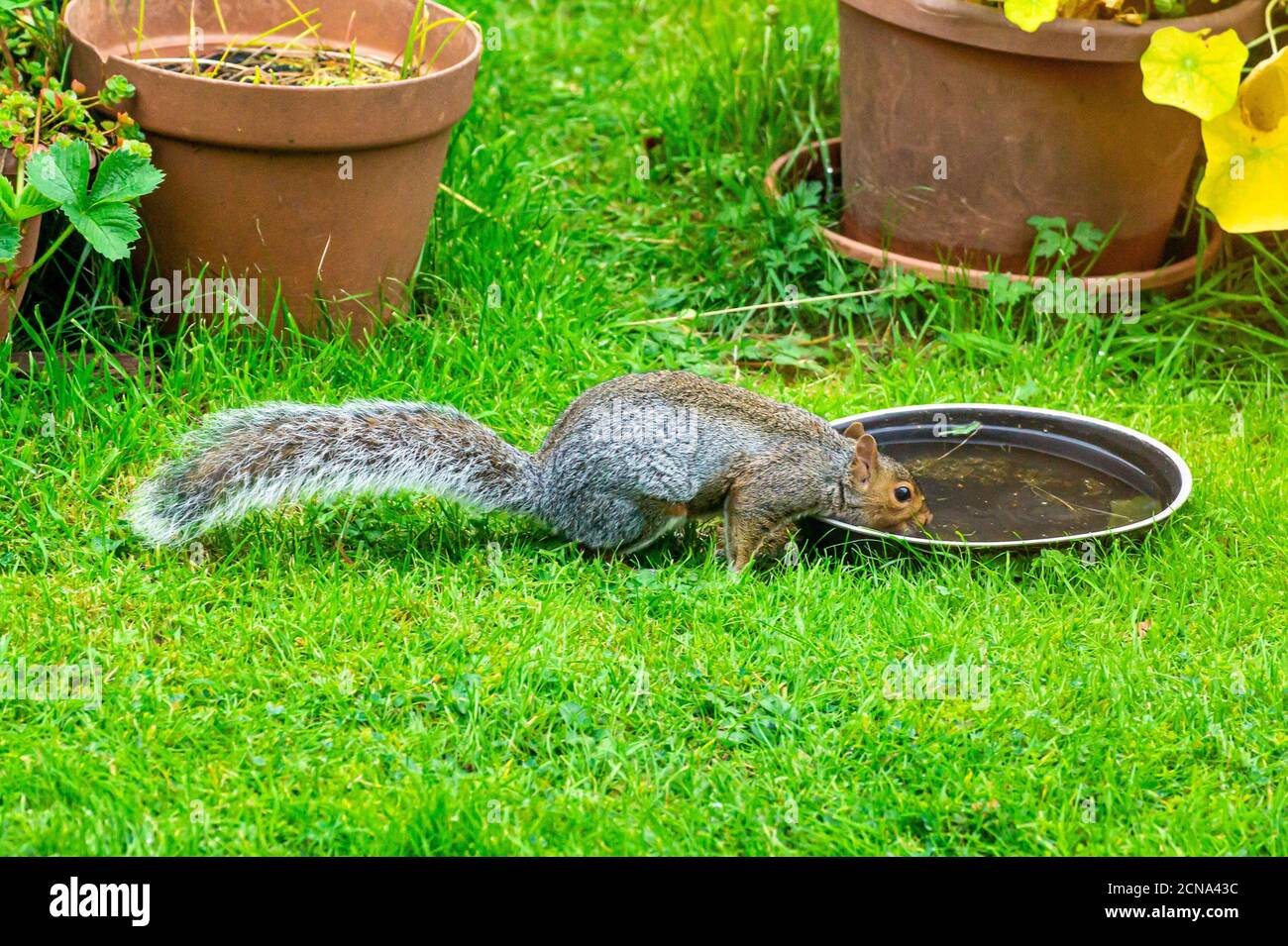 A thirsty grey squirrel drinking from old pan of water intended for birds in garden Stock Photo
