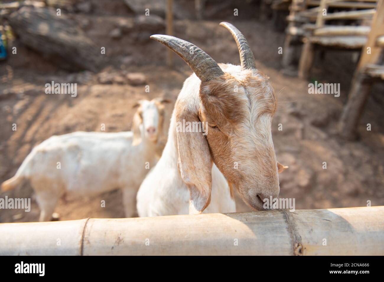 Goat family in farm. Stock Photo