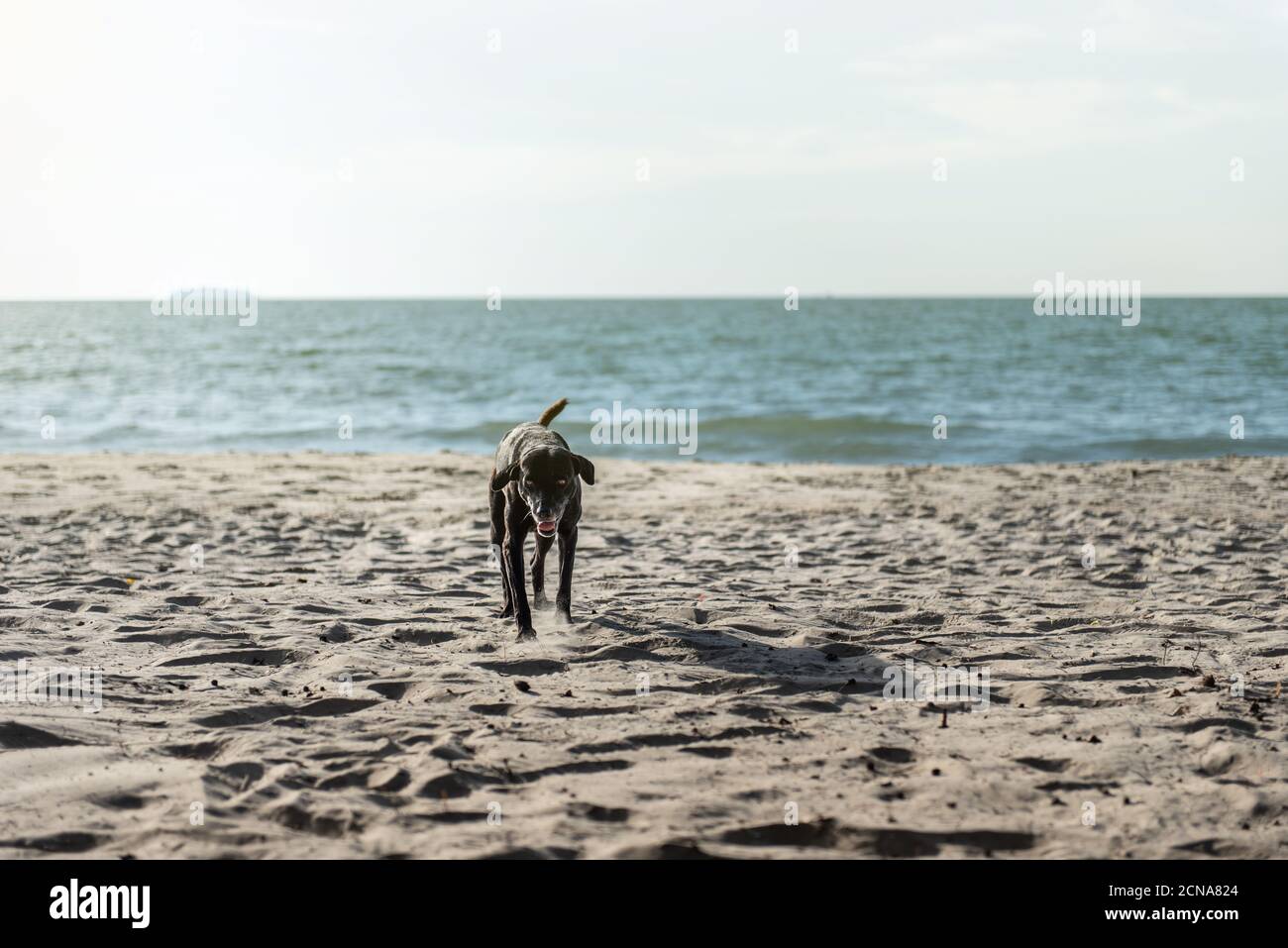 Dog on the beach. Stock Photo