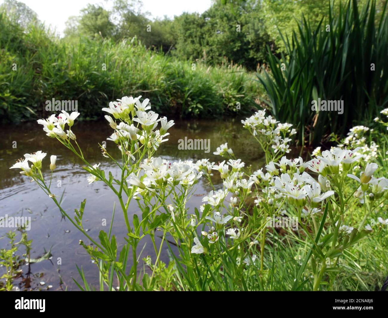 large bitter-cress (Cardamine amara), flowering plants by a brook Stock Photo