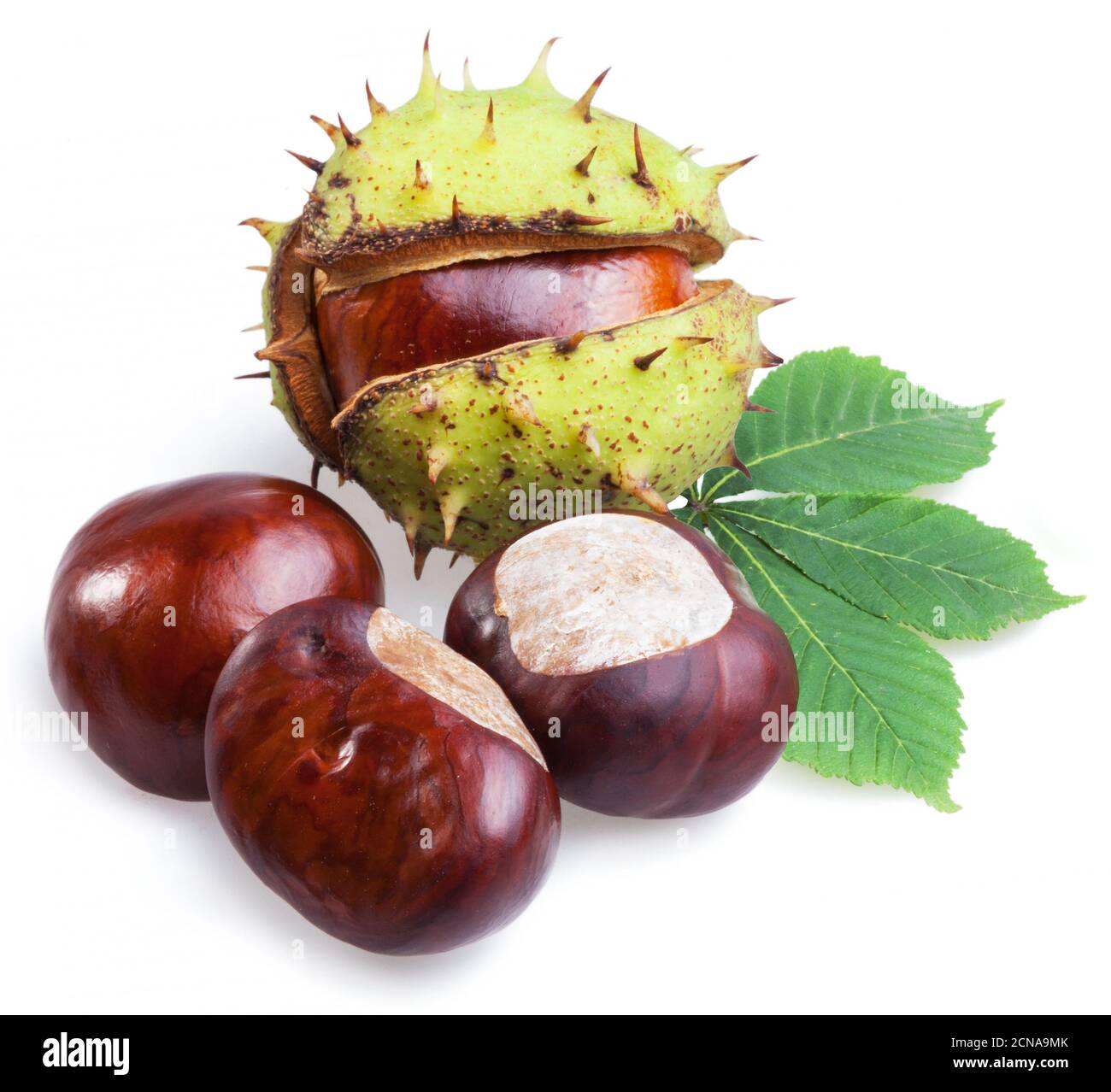 Group of horse chestnut fruits and chestnut spiky capsules isolated on white background. Stock Photo