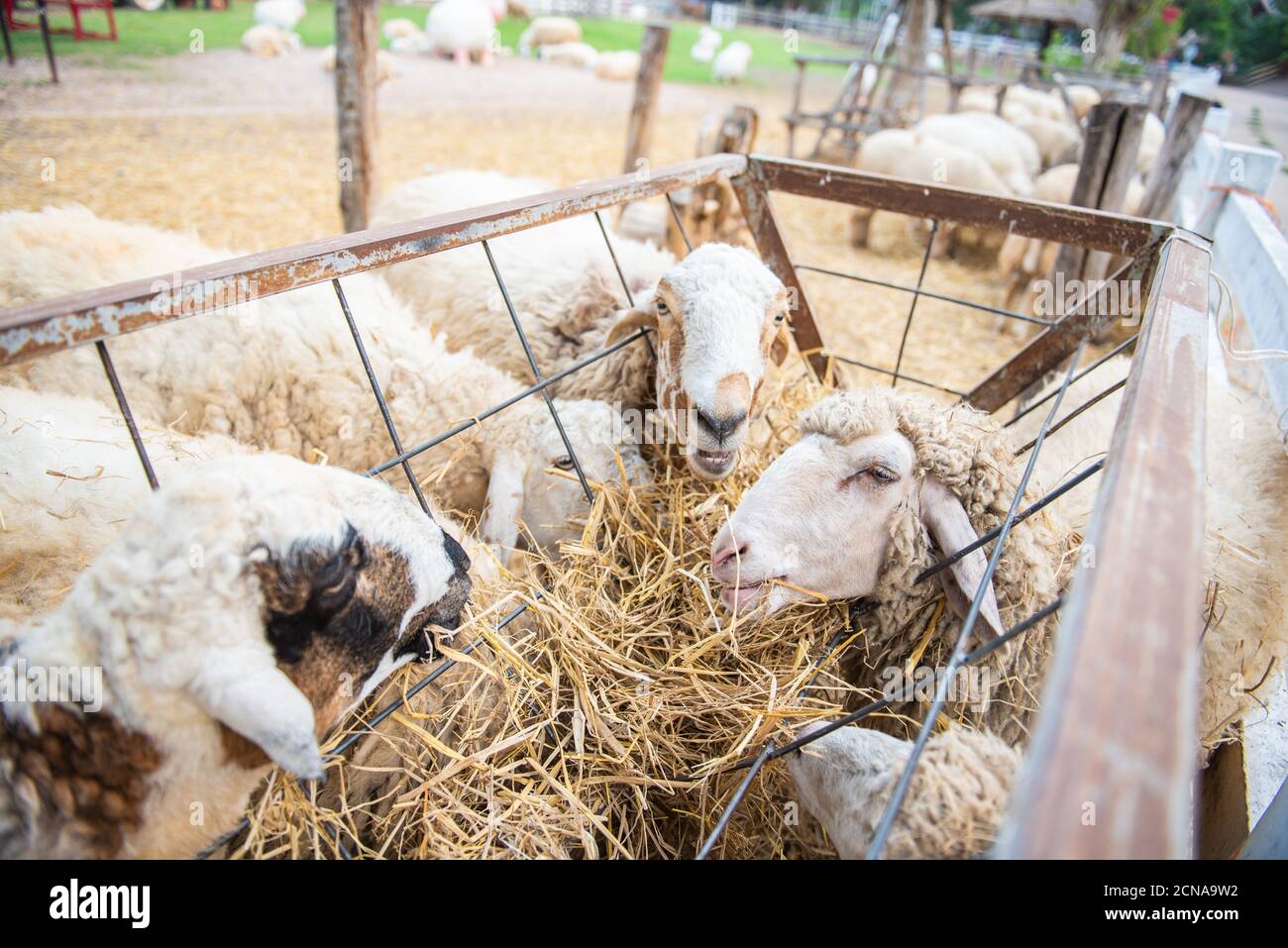 Group of sheep in farm.White sheep crowd in the vintage farm, Thailand. Stock Photo
