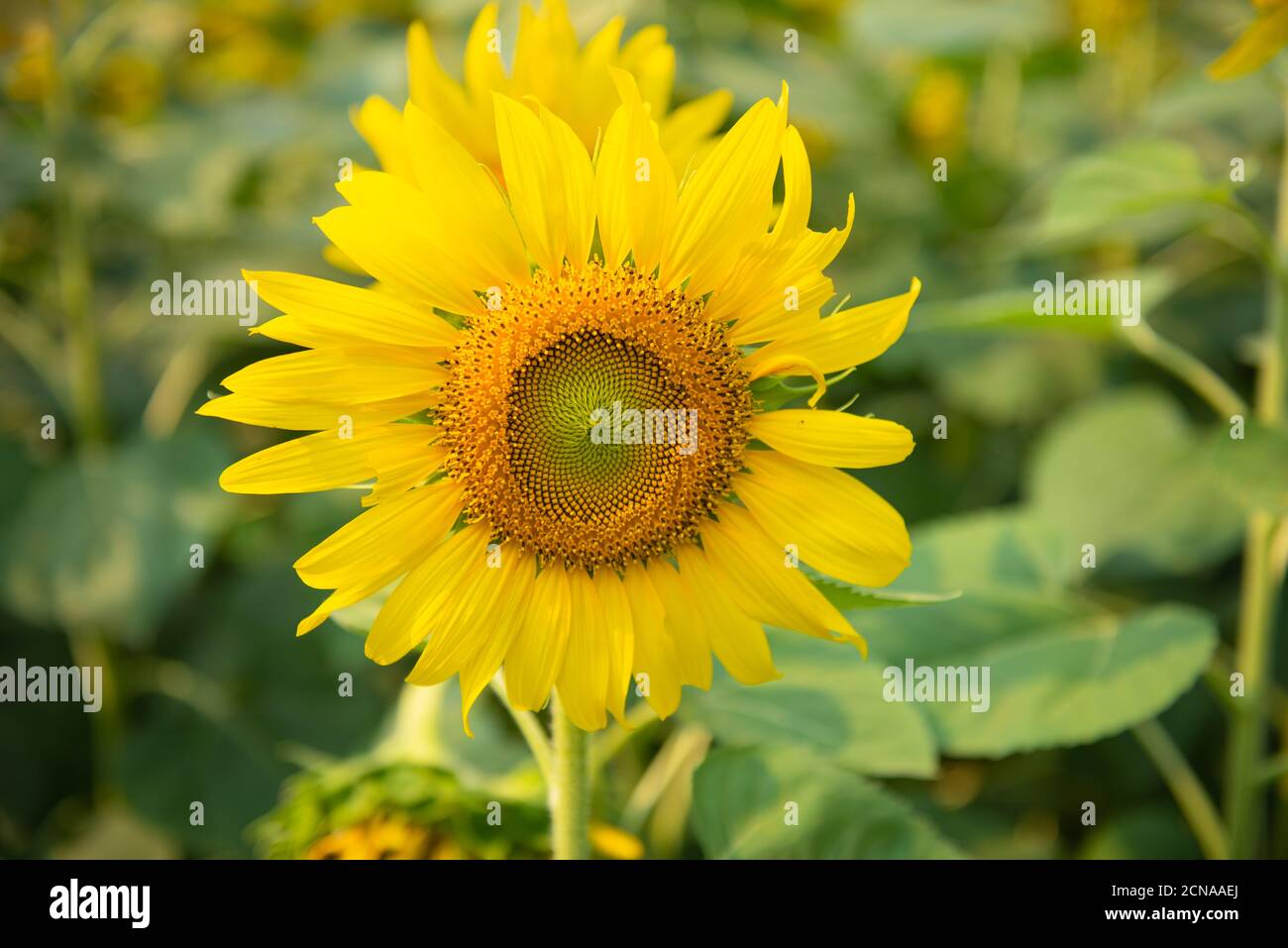 Sunflower in the field.Close up Sunflower in garden Stock Photo - Alamy