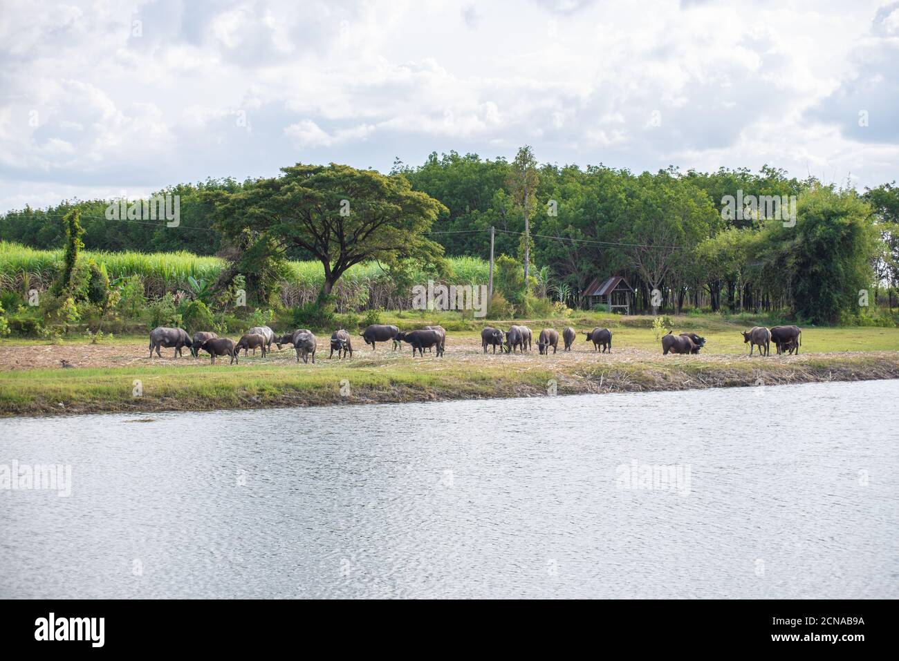 Buffalo in the grasslands along the river. Stock Photo