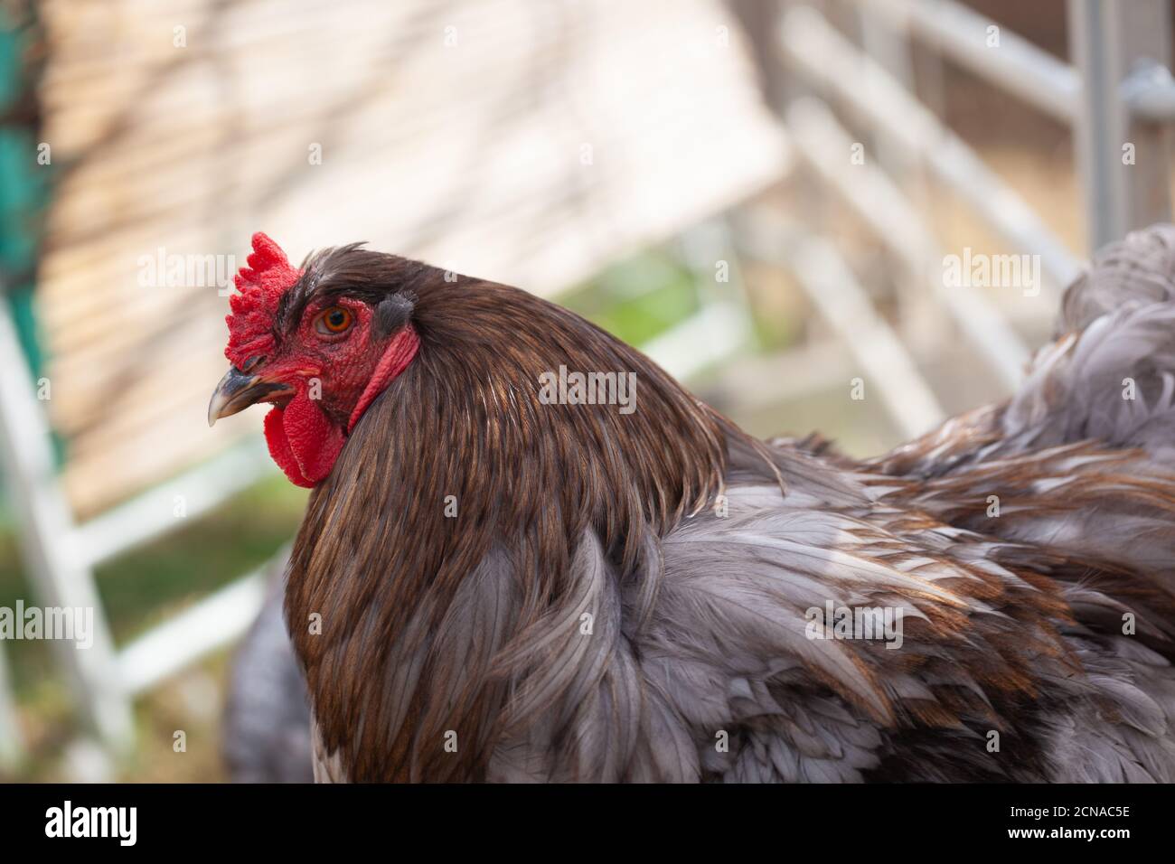 Booted Bantam Chicken at Maldon Petting Zoo, Essex, Britain Stock Photo Alamy