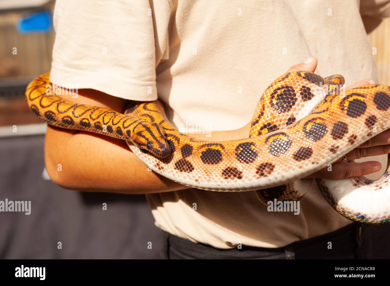 High-resolution Close-up of a Rainbow Boa Snake coiling around the arms of its keeper at Maldon Petting Zoo, Essex, Britain Stock Photo