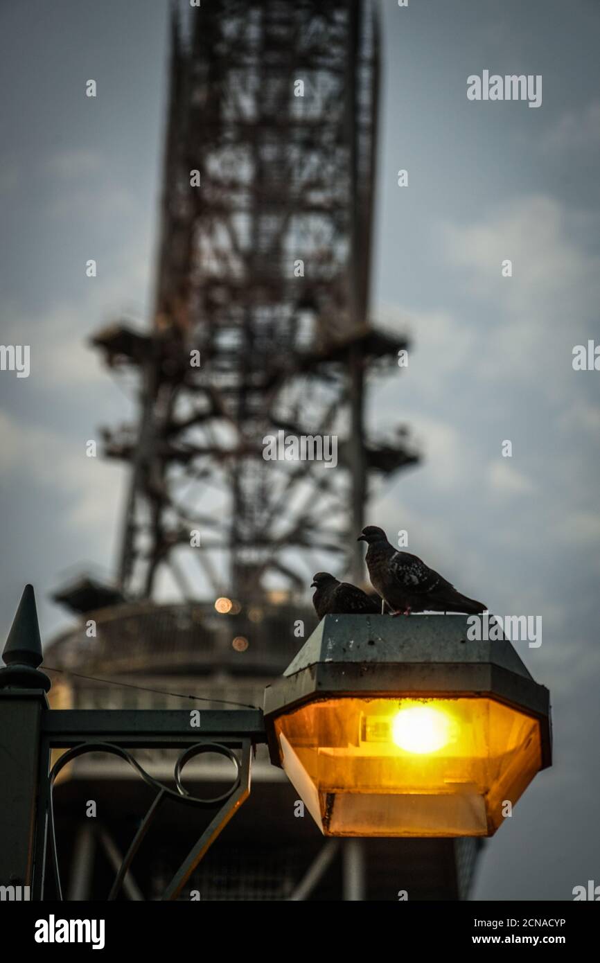Pigeons and Nagoya TV Tower silhouette that stops in street lighting Stock Photo