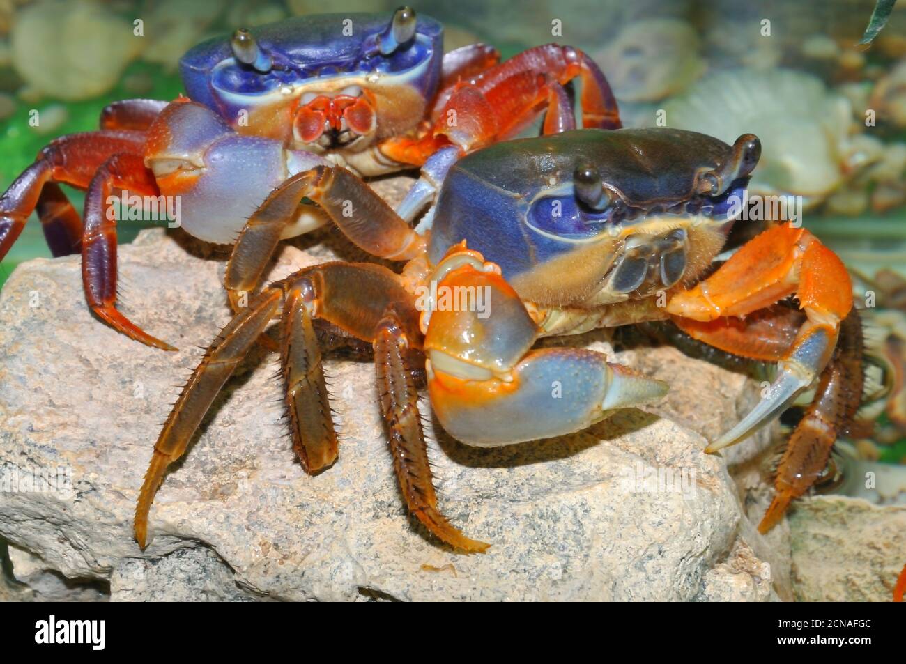 Rainbow crab (Latin. Cardisoma armatum) in the aquarium Stock Photo