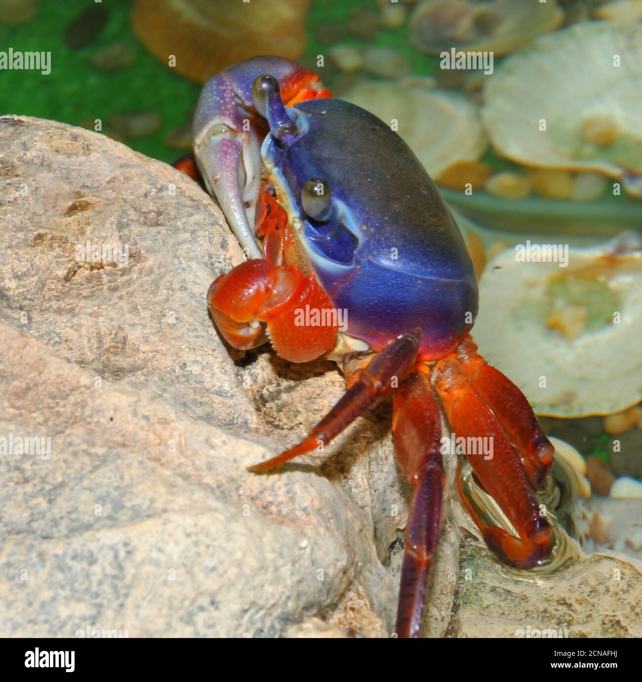 Rainbow crab (Latin. Cardisoma armatum) in the aquarium Stock Photo - Alamy