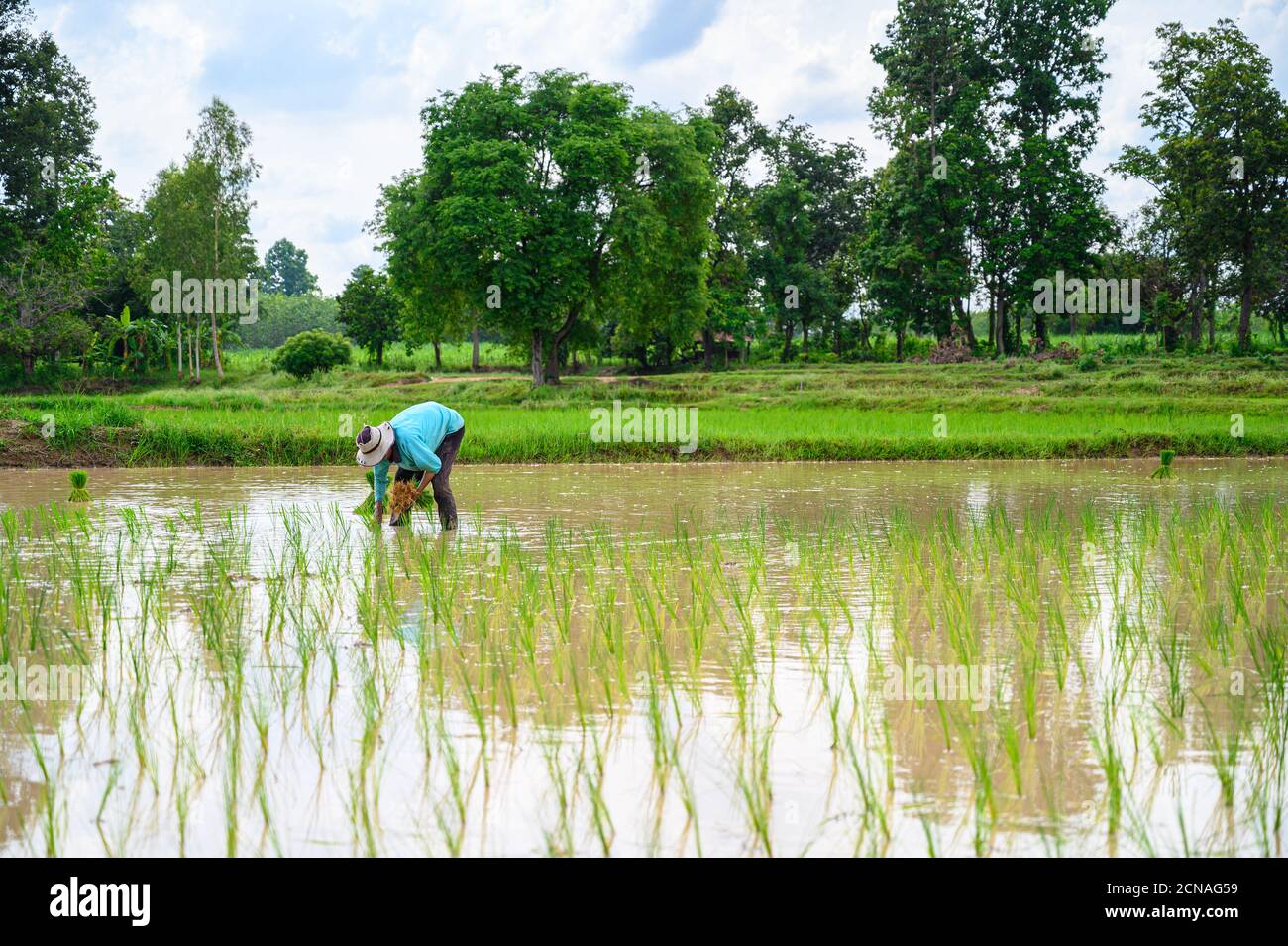 The Farmer planting on the organic paddy rice farmland in Thailand. Stock Photo