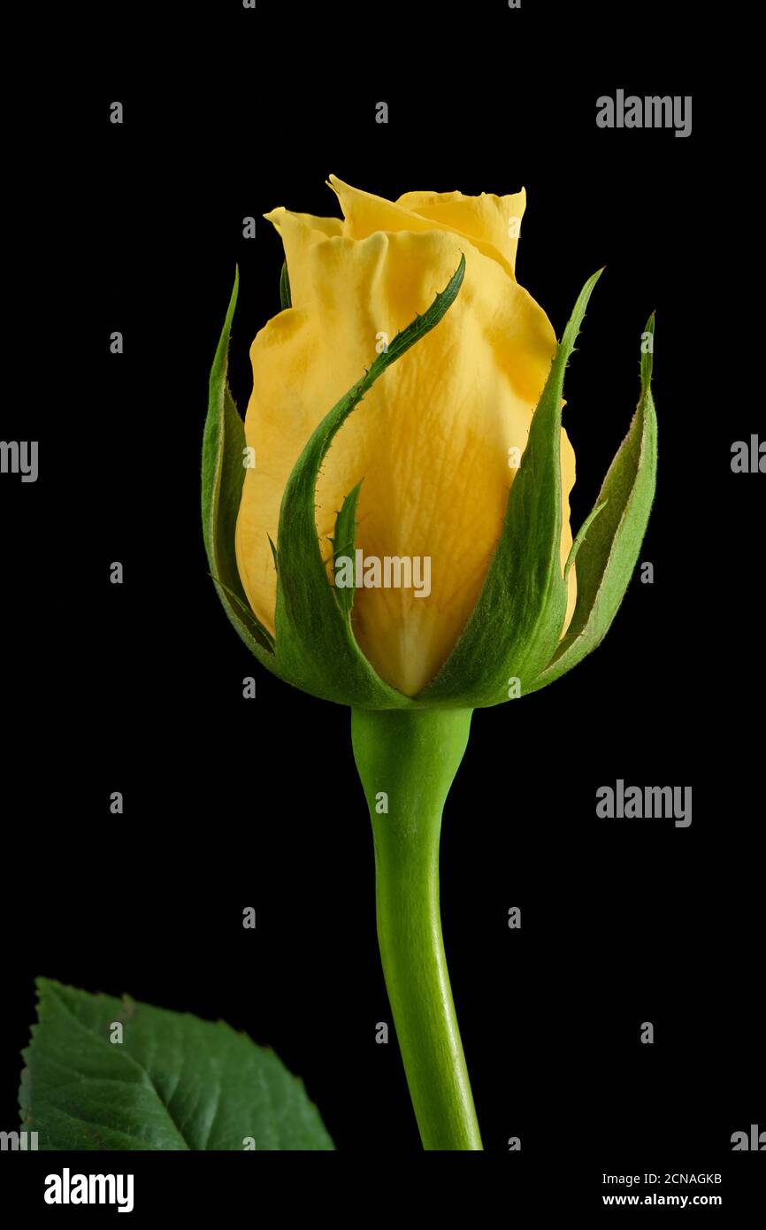 Yellow Rose Isolated on Black Background Stock Photo