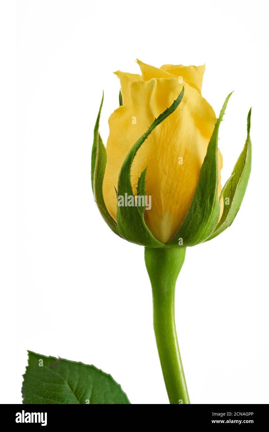 Yellow Rose Isolated on Black Background Stock Photo