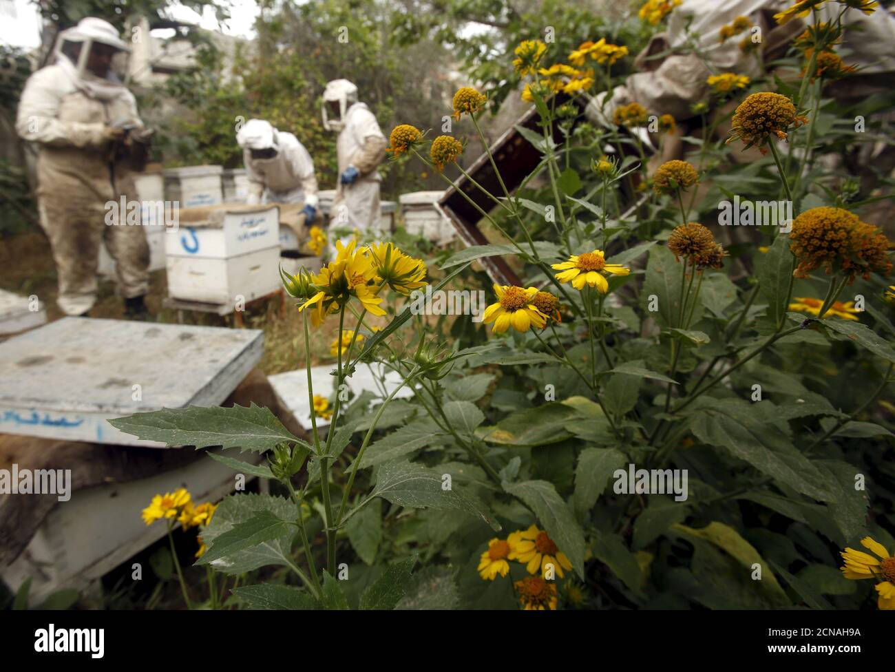 Propolis beehive glue hires stock photography and images Alamy
