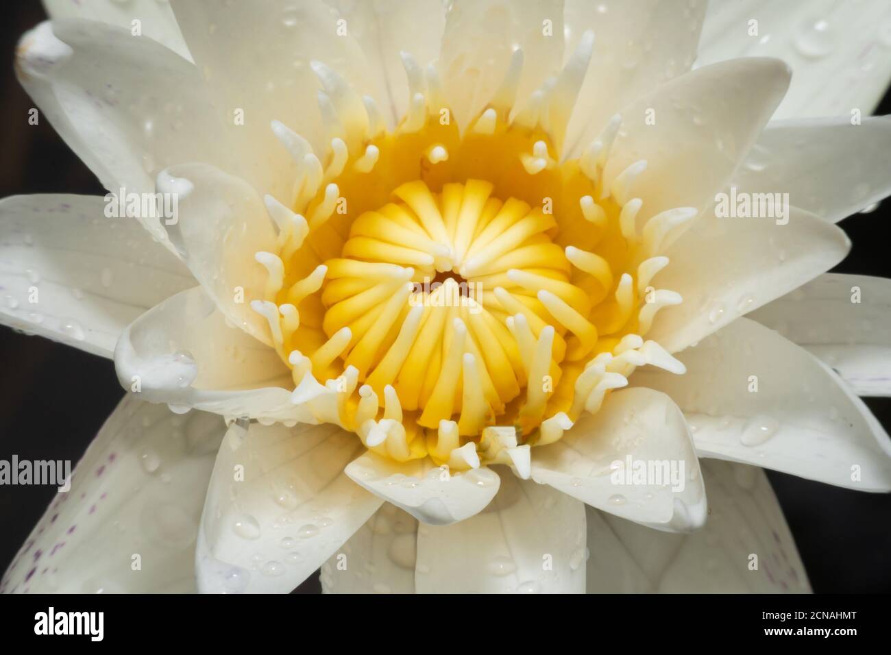 White lotus with yellow pollen macro view,Close up beautiful white lotus. Stock Photo