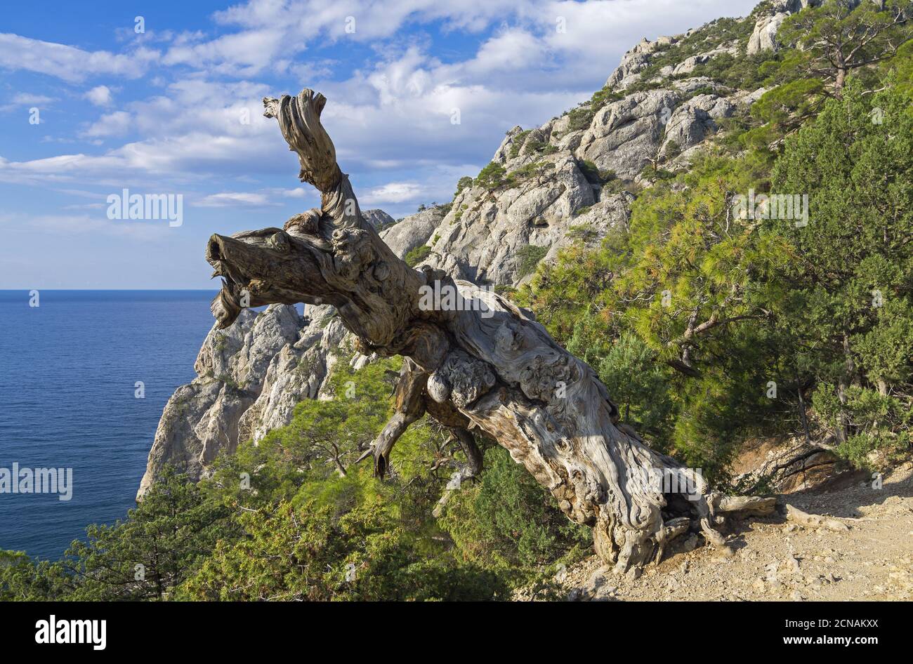 Top view ancient pine tree hi-res stock photography and images - Alamy