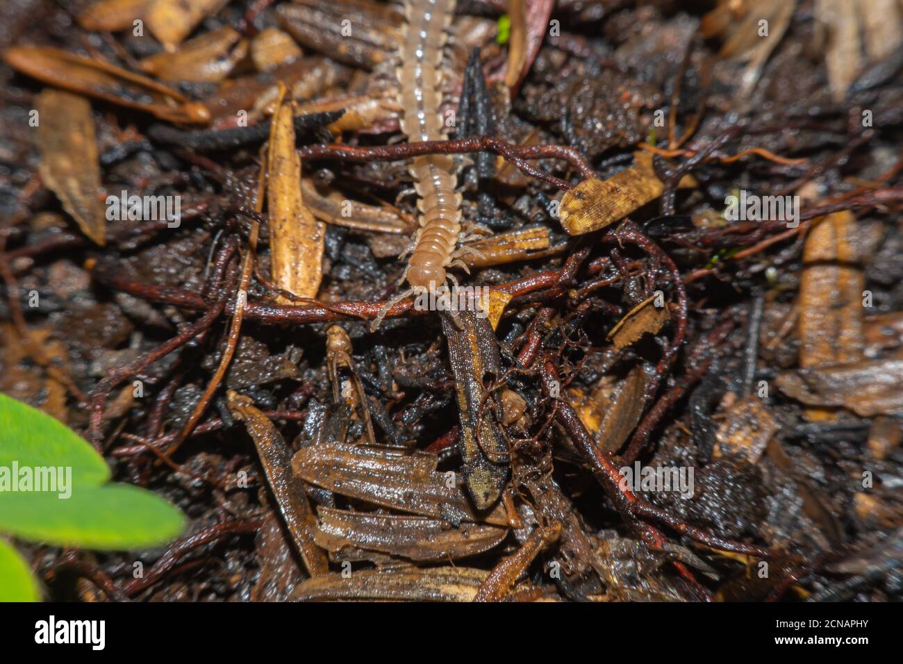 Earthworm is moving into the wet ground.Close up of the earthworm taken from side view.earthworm nature scene. Stock Photo