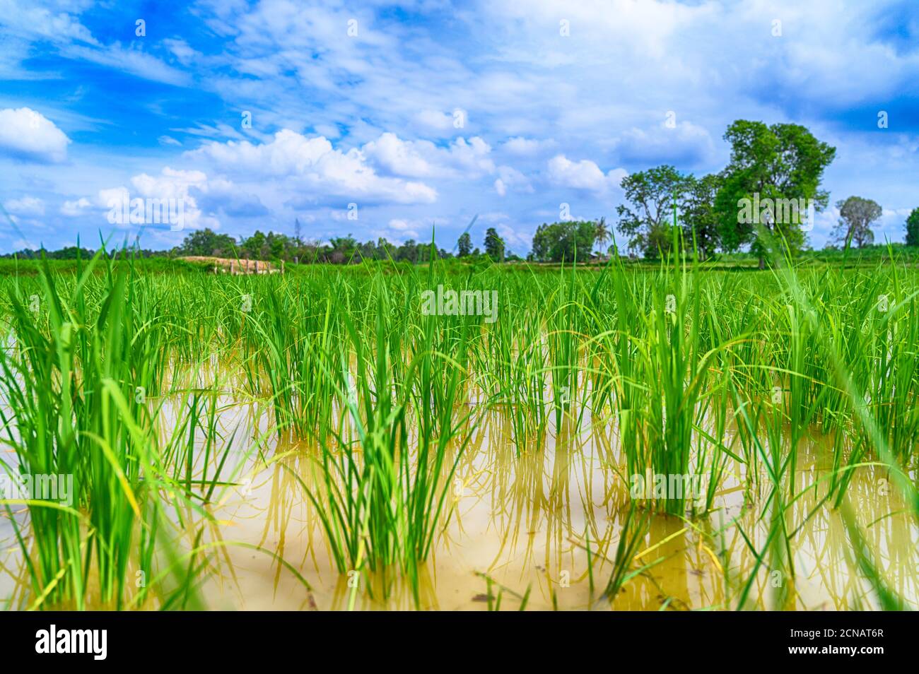Green rice field after raining. Stock Photo