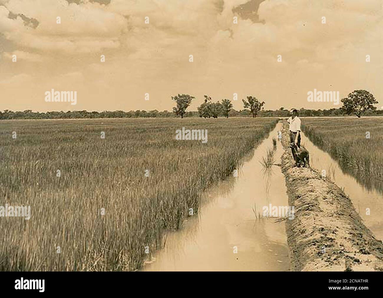 Rice fields black and white hi-res stock photography and images - Alamy