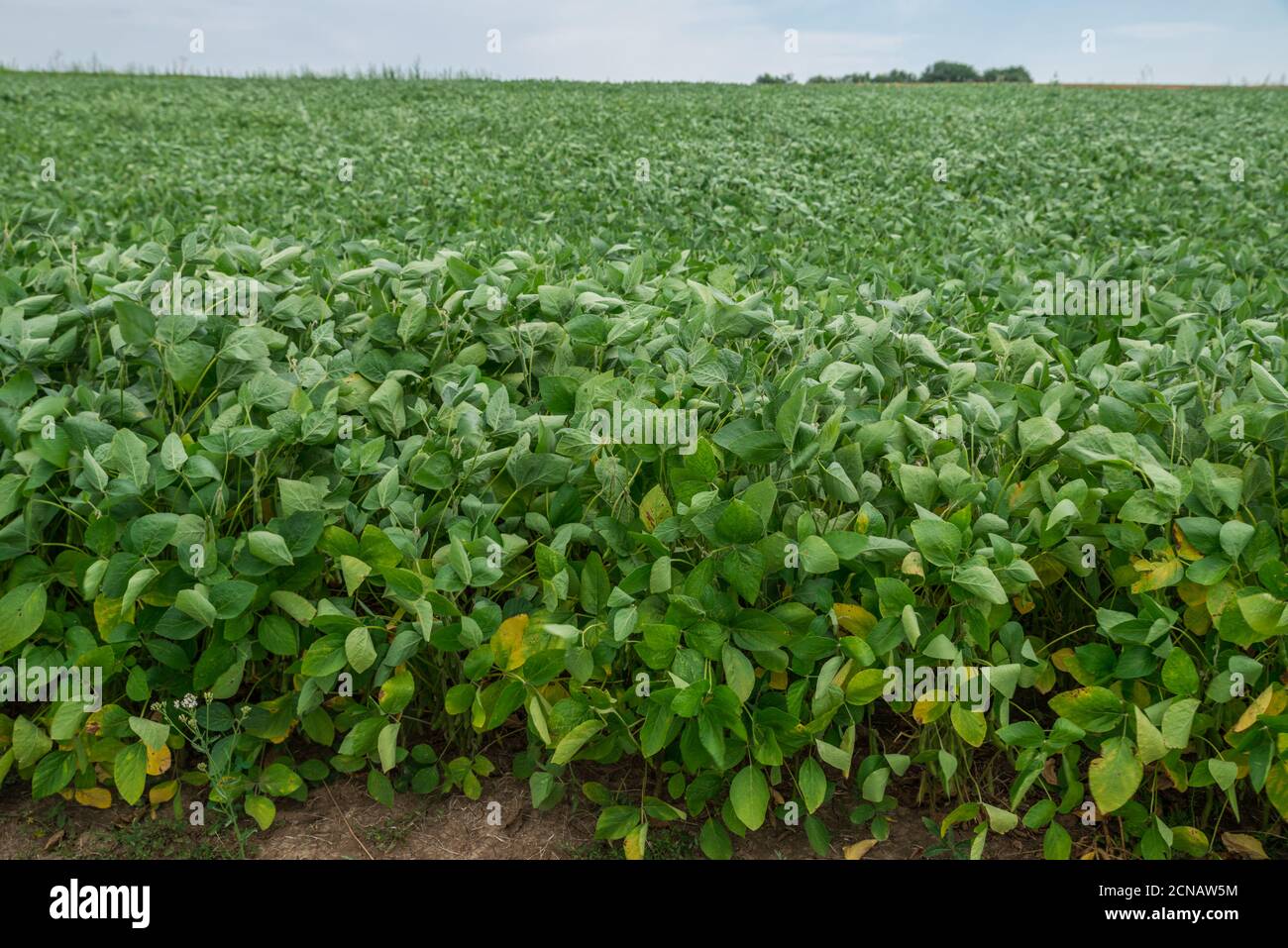 Agriculture field of bean plant. Green stalks close up. Stock Photo