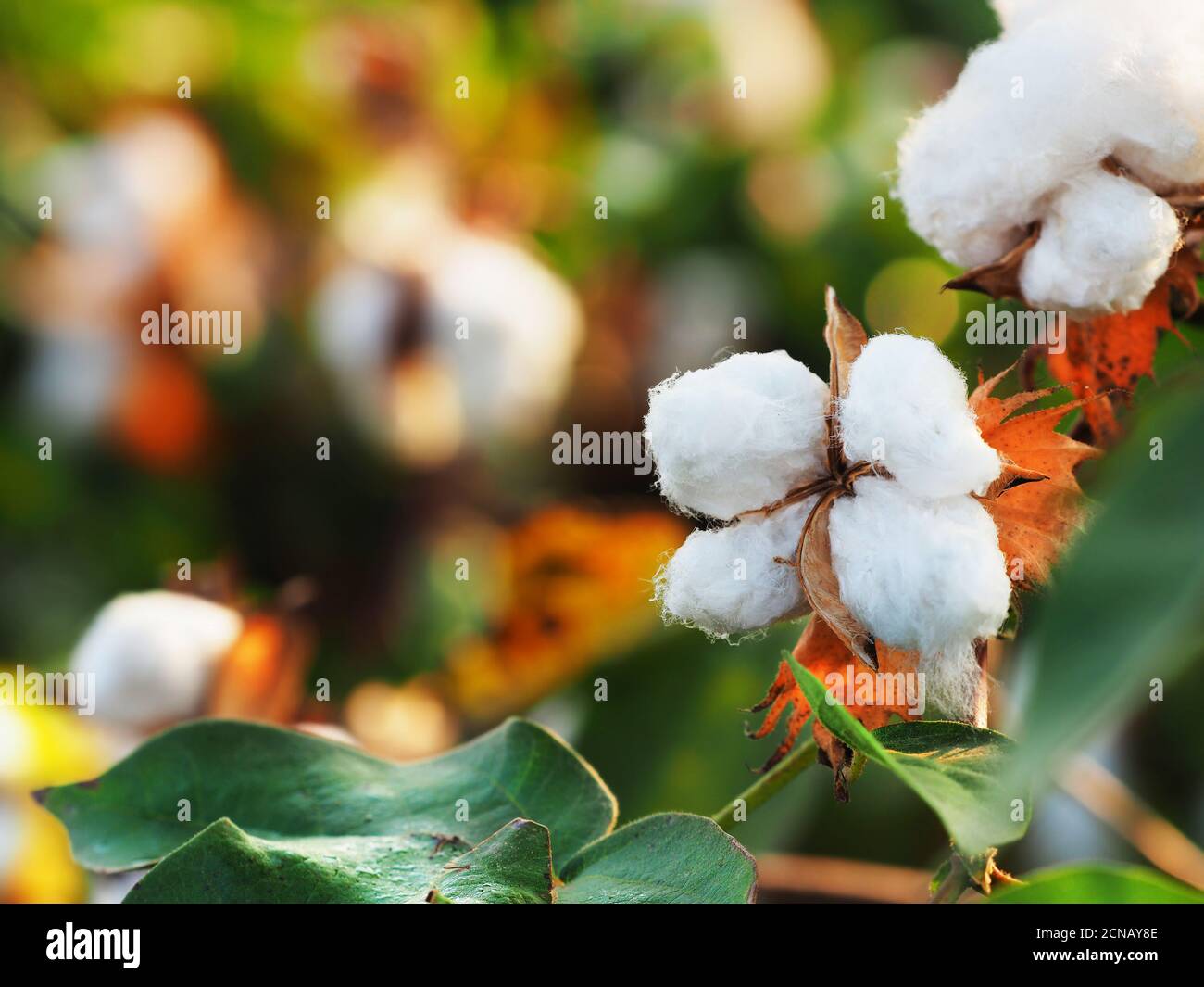 Branch of cotton on a blurred background. Cotton closeup. Stock Photo
