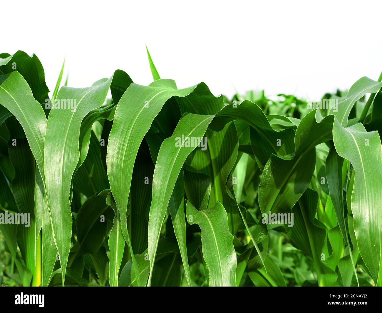 Close-up leaves of corn with white background. Stock Photo