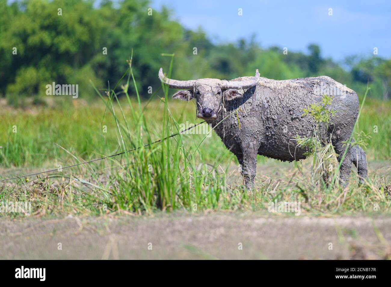 Thai buffalo walk in the rice field at countryside ,Asian buffalo,Buffalo in the countryside thailand. Stock Photo