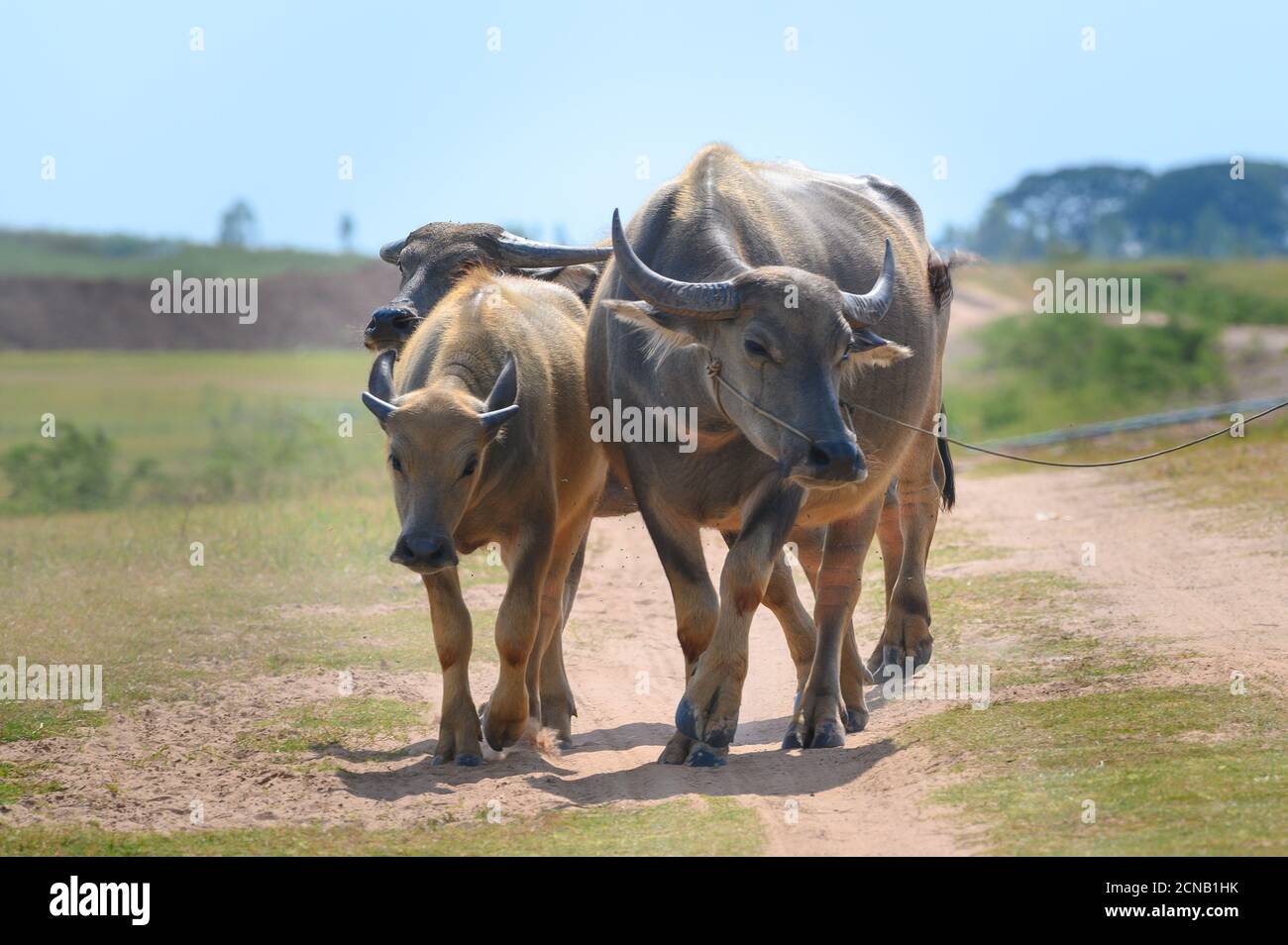 Thai buffalo walk in the road at countryside ,Asian buffalo,Buffalo in the countryside thailand. Stock Photo