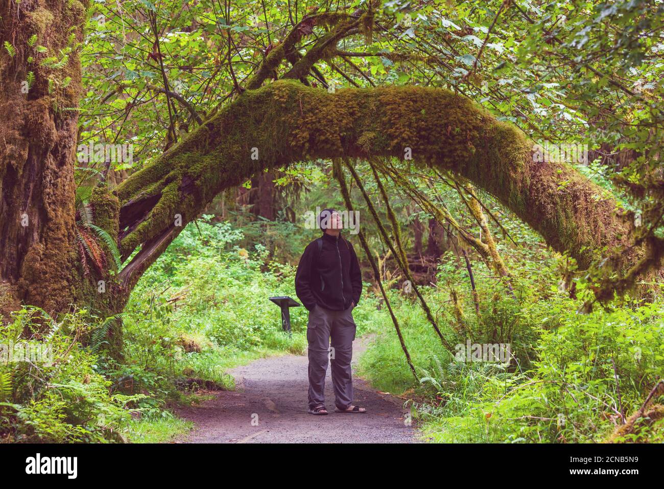 Hike in the forest Stock Photo - Alamy