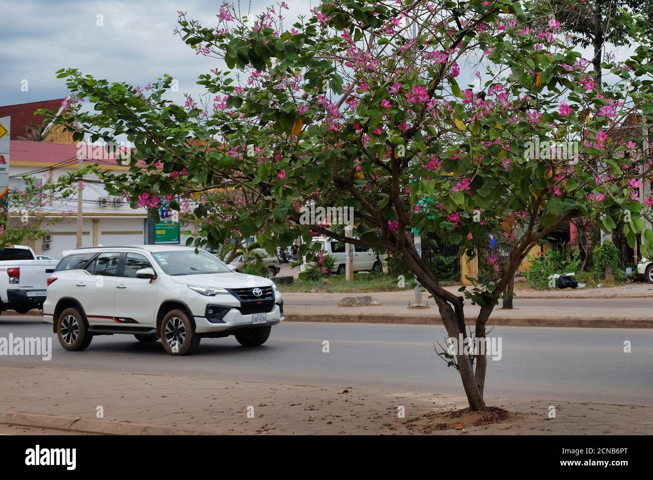 Cambodia, Siem Reap 12/08/2018 car rides along the road, the tree blooms with pink flowers, cloudy weather Stock Photo