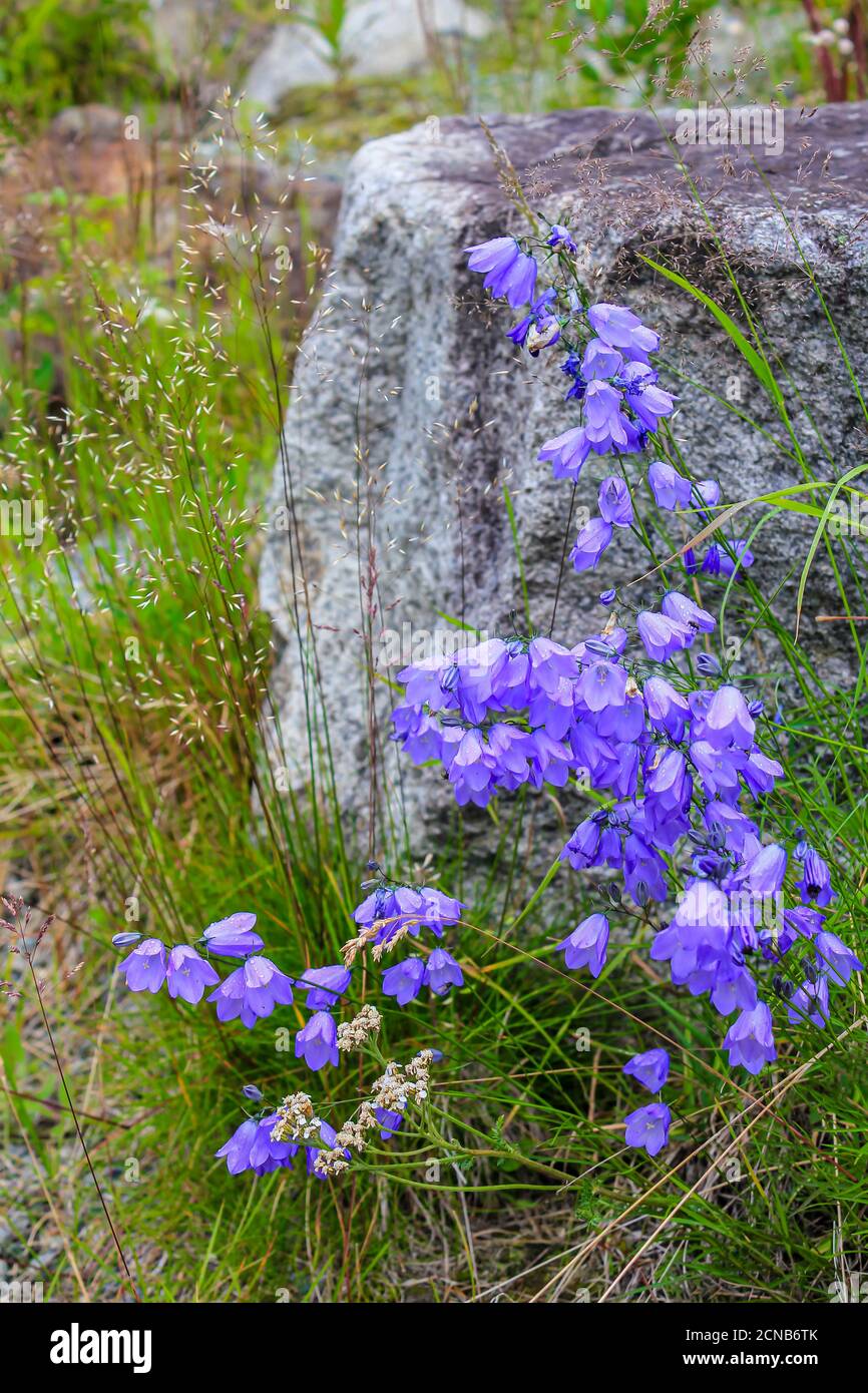 Lawn Bellflower Campanula cespitosa Summer meadow in Hemsedal, Viken, Norway. Stock Photo