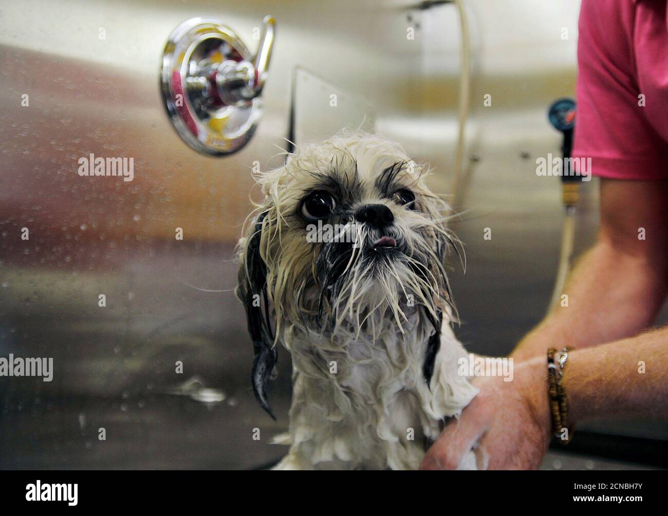 shampooch grooming