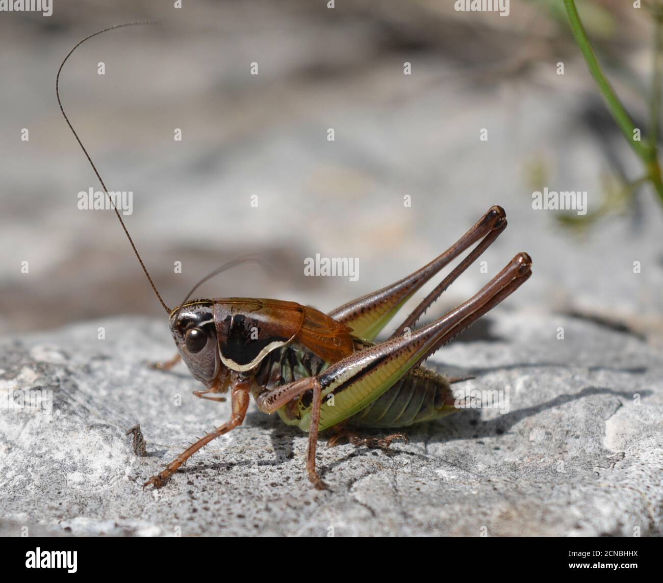 Grasshopper on the ground Stock Photo