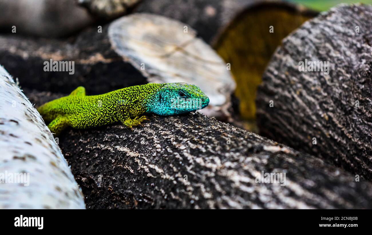 Green and blue European lizard Stock Photo