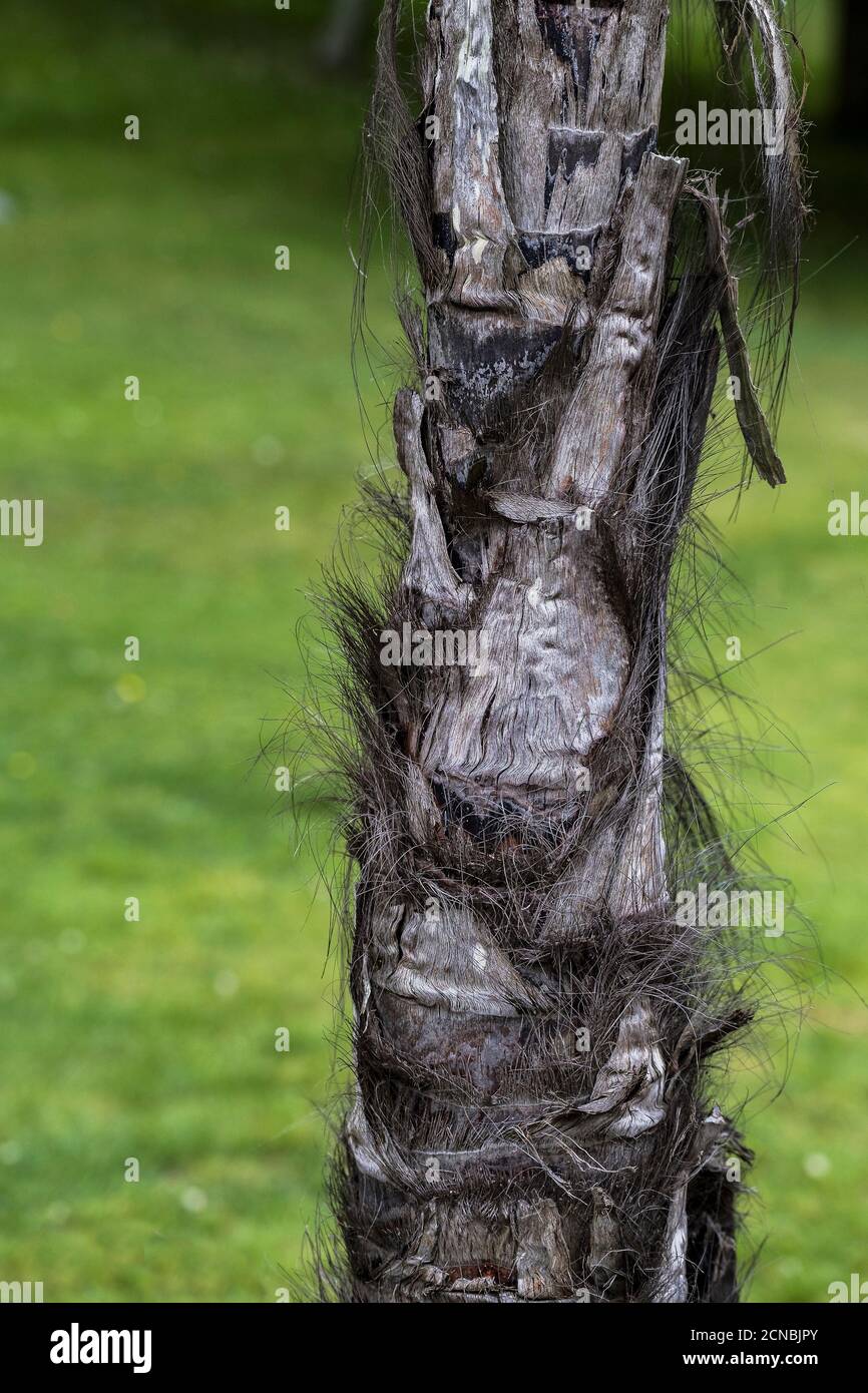 The rough fibrous hairy trunk of Trachycarpus fortunei Chusan Palm. Stock Photo