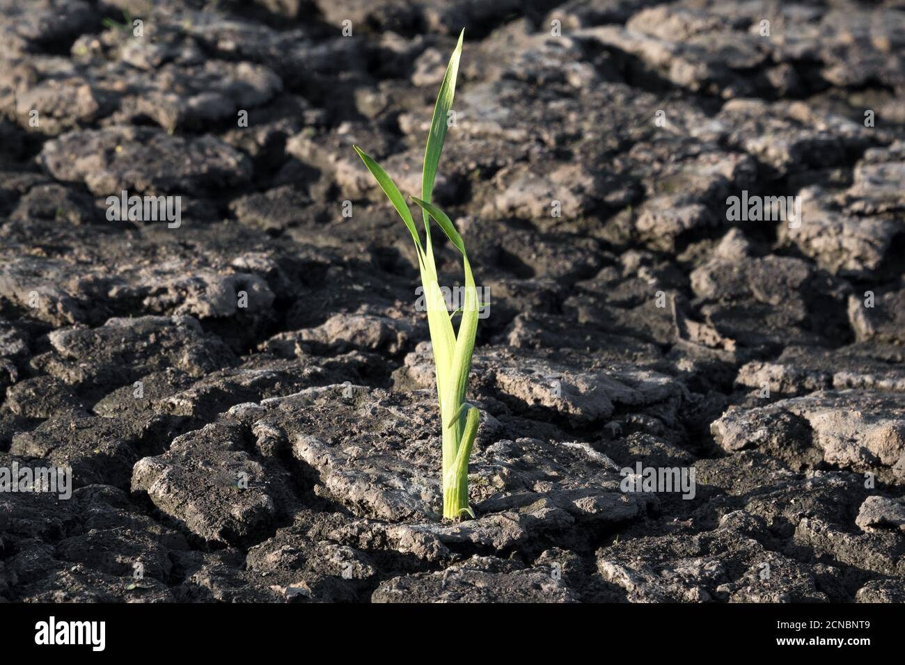 Lonely Green Sprout In Dry Cracked Ground Green Plant Growing Through Cracks In The Ground Nature Fighting The Heat Drought Cracked Ground Symbol Stock Photo Alamy