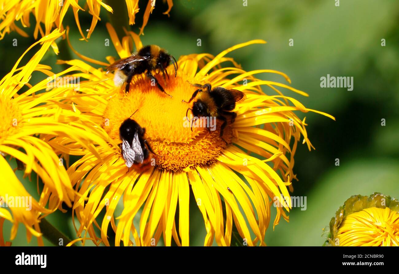 Plants for honey bees hi-res stock photography and images - Page 3