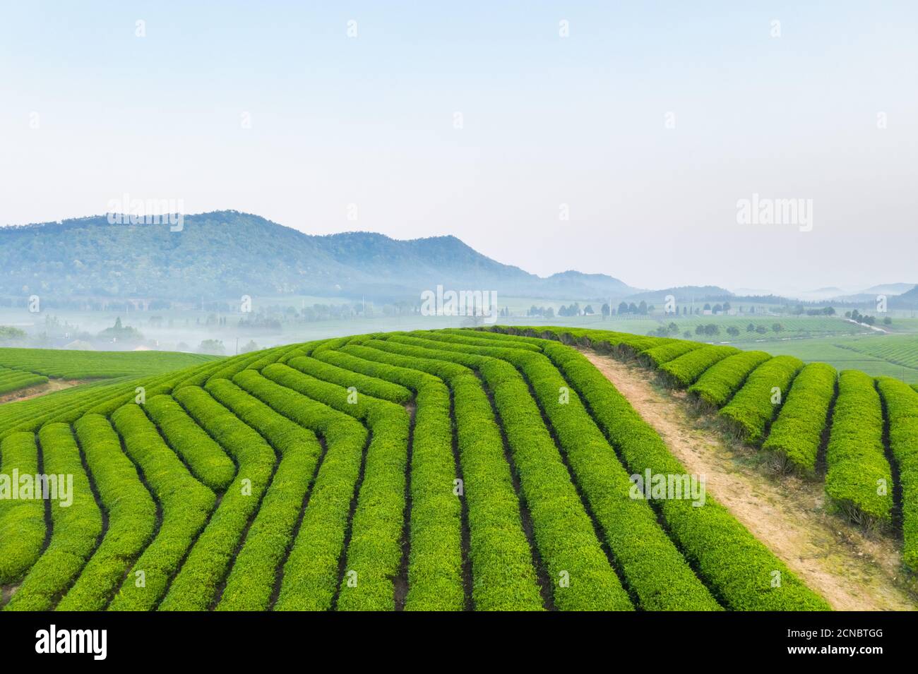 beautiful scenery of the tea farm Stock Photo