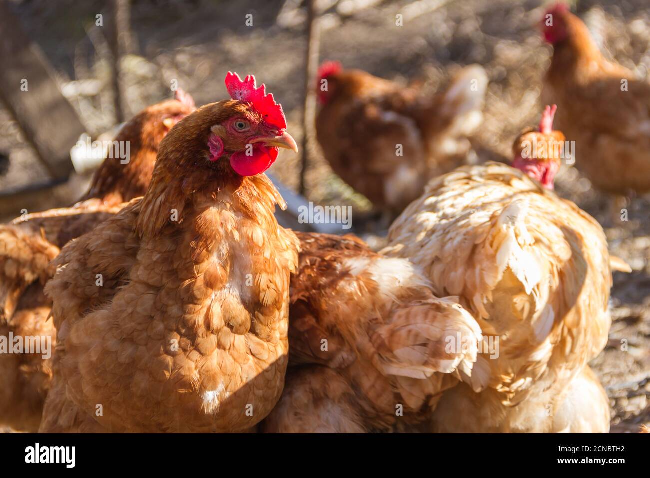 group of assorted chickens in the chicken coop with unfocused ...
