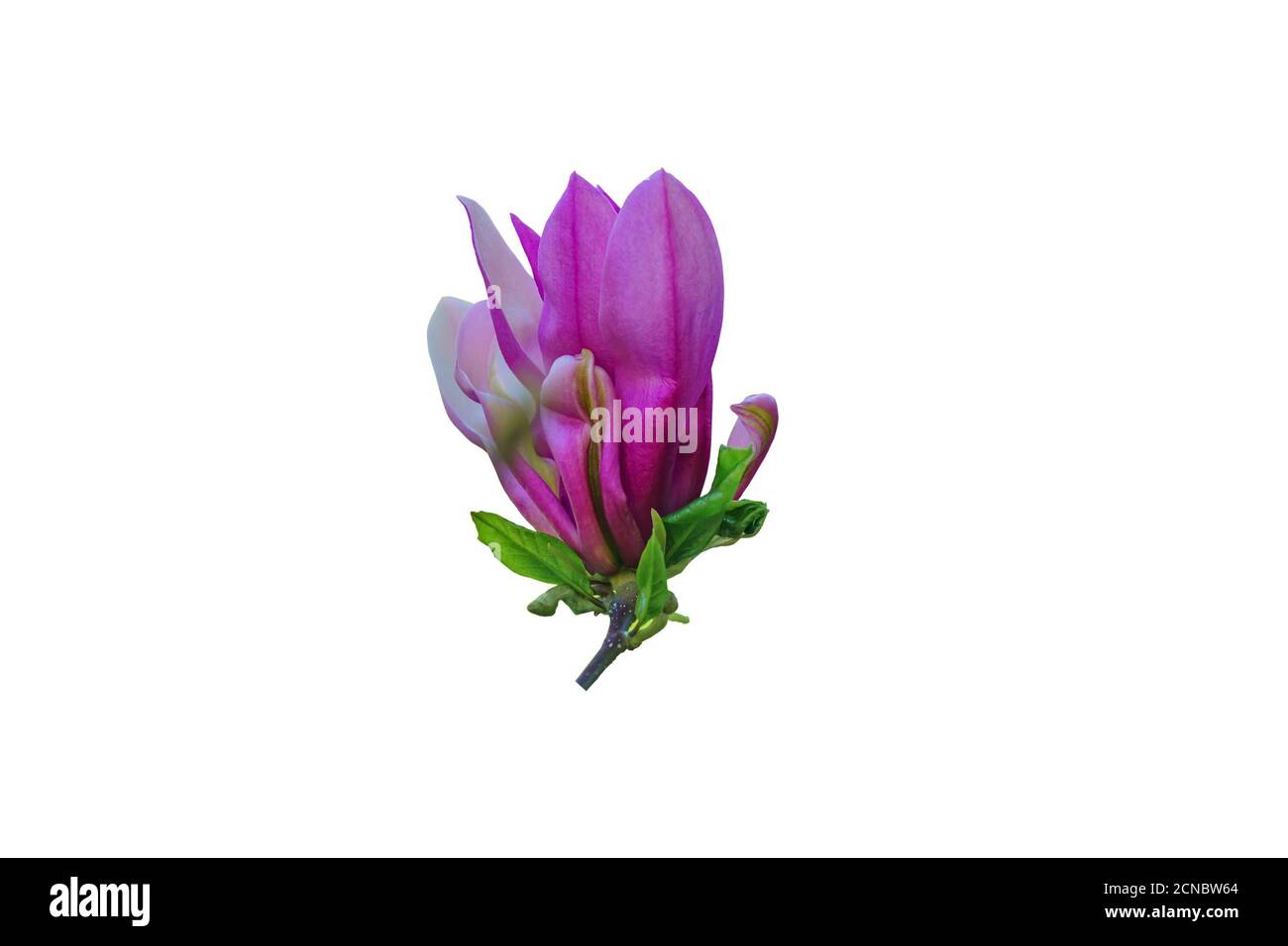 blooming pink magnolia flower isolated on white background Stock Photo ...