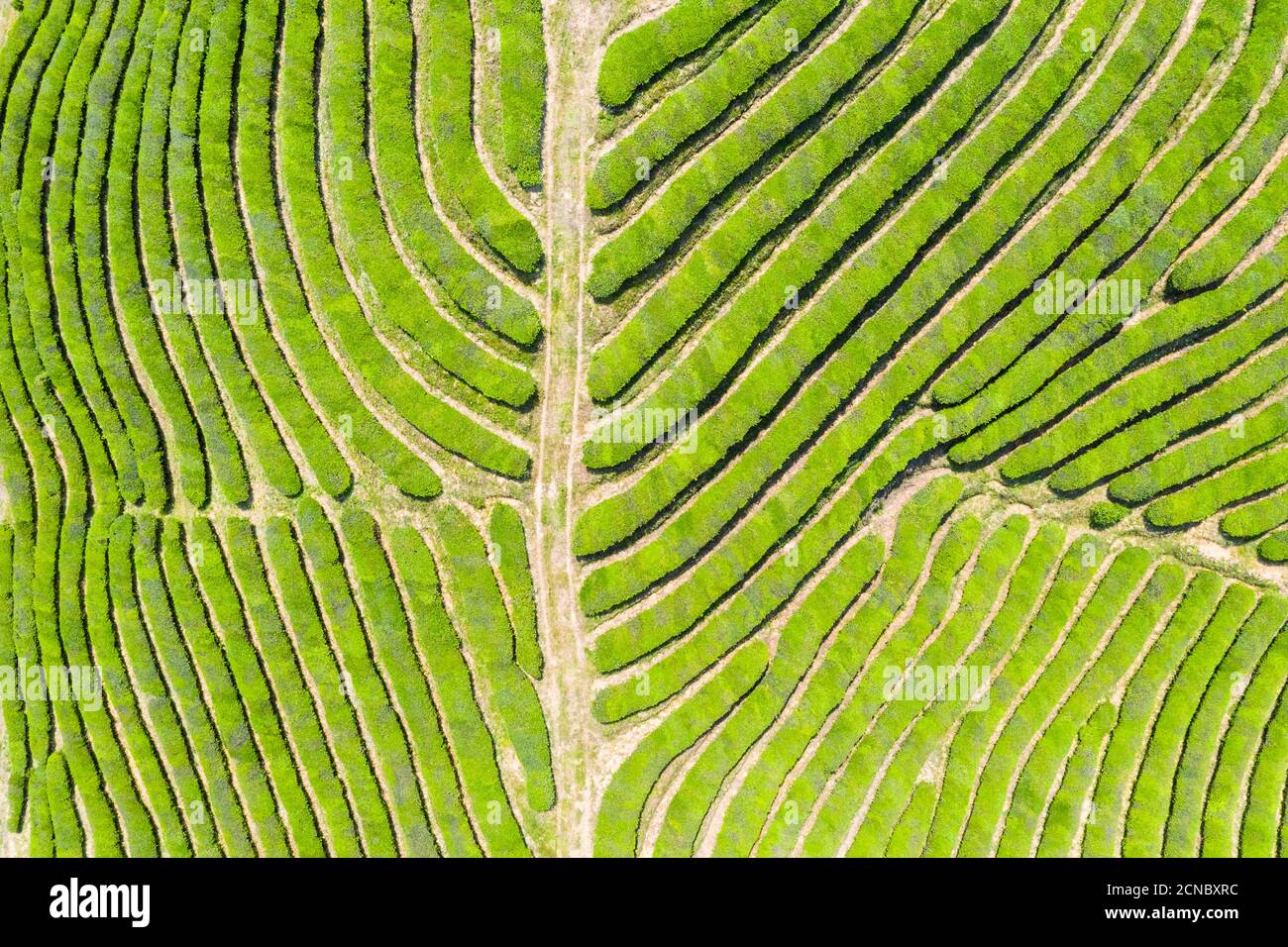 top view of tea farm Stock Photo