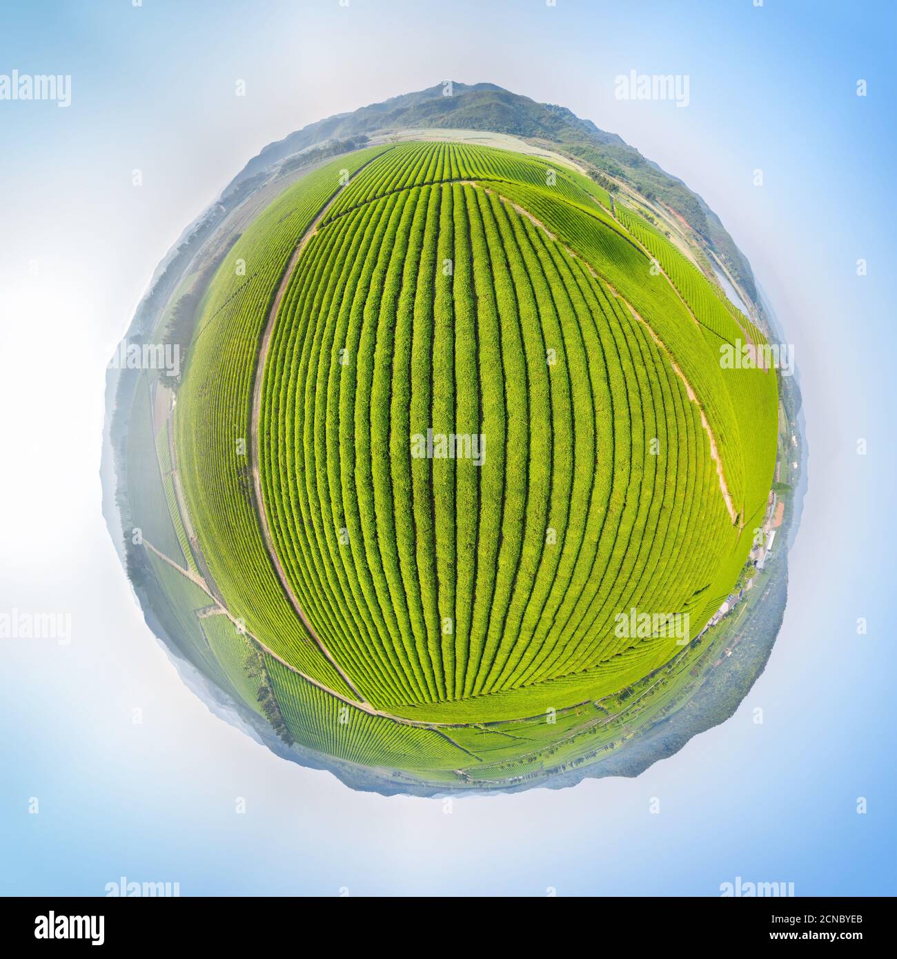 tea plantation landscape, spherical panorama Stock Photo