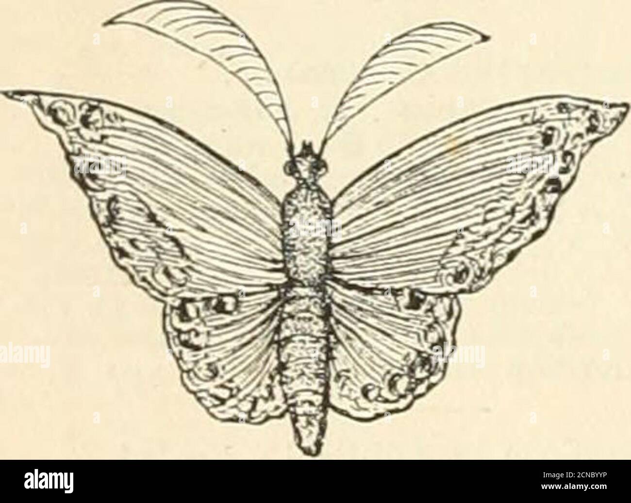 Harper’s young people . A FLYING PAPER BUTTERFLY. BY A. W. ROBERTS