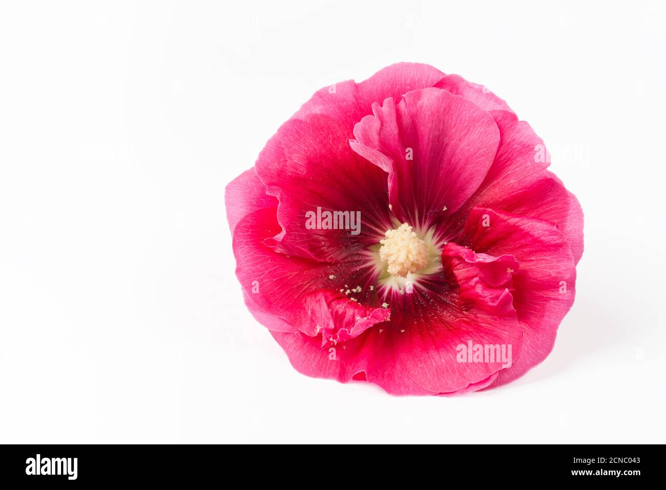 hollyhock flower isolated Stock Photo