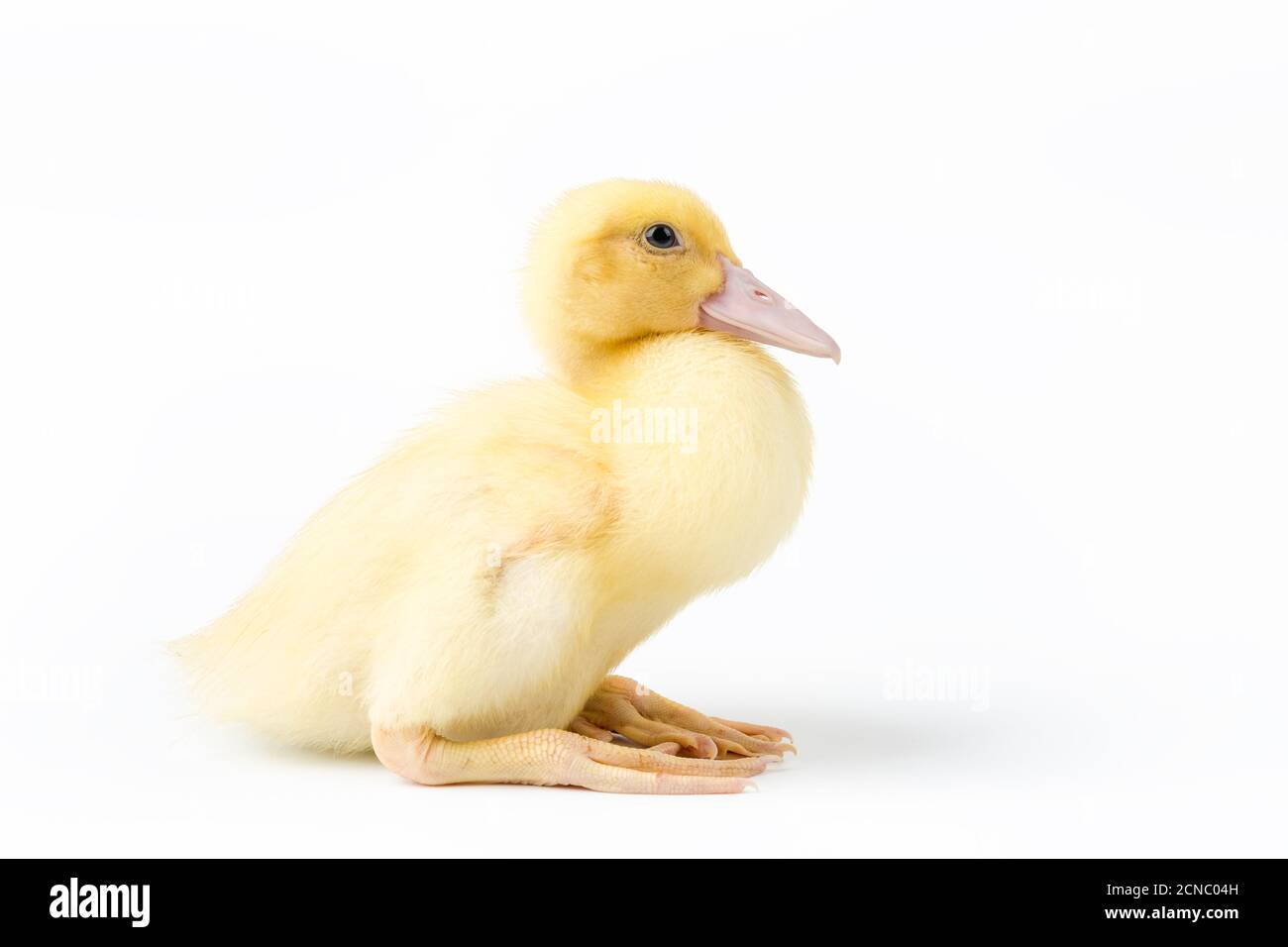 cute young muscovy duck isolated Stock Photo