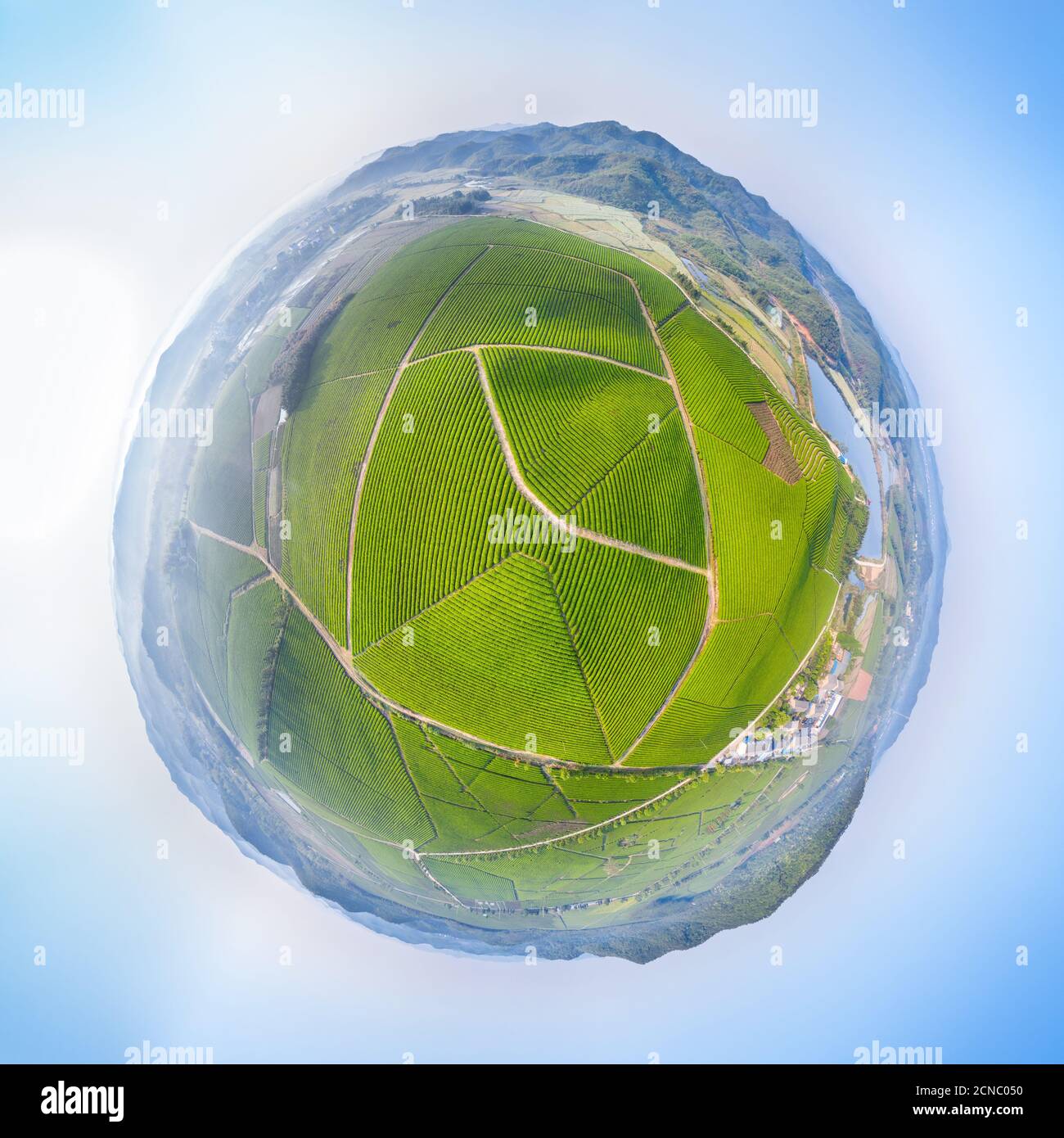 spherical panorama of tea farm Stock Photo