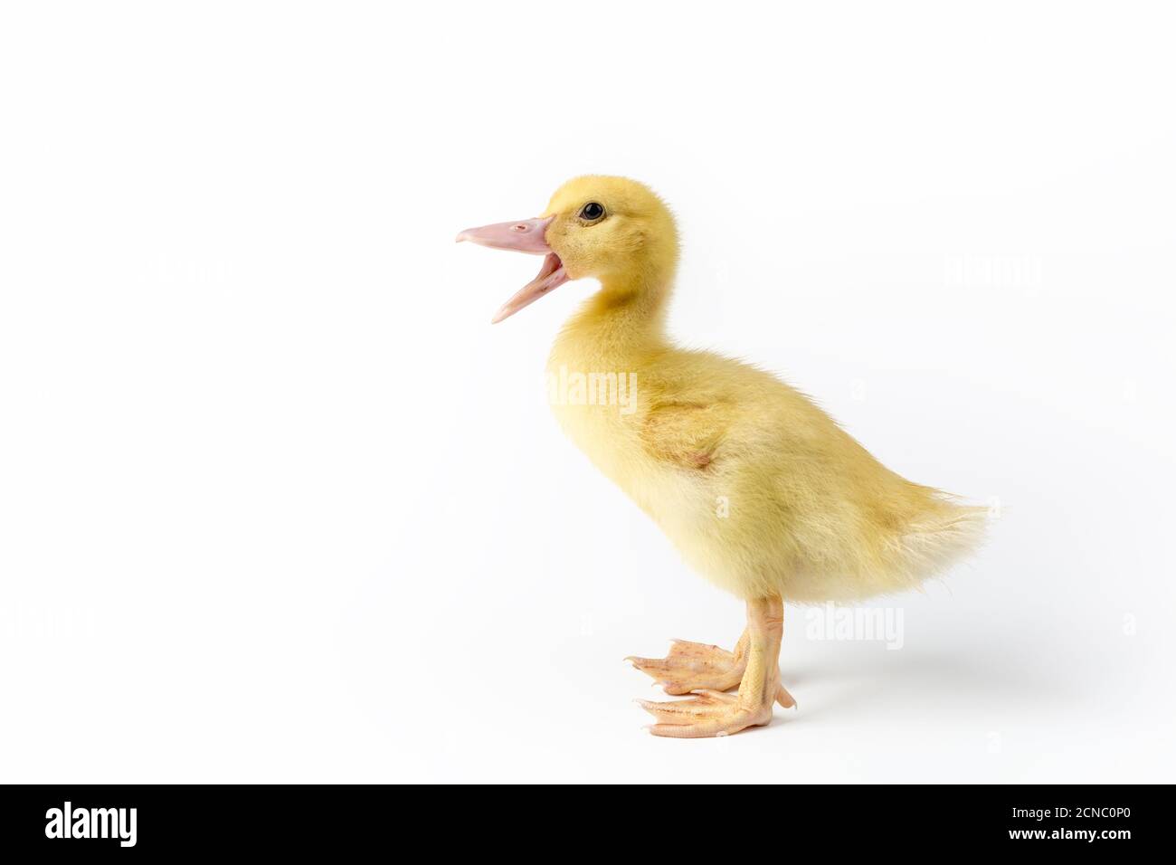 quacking young muscovy duck isolated Stock Photo