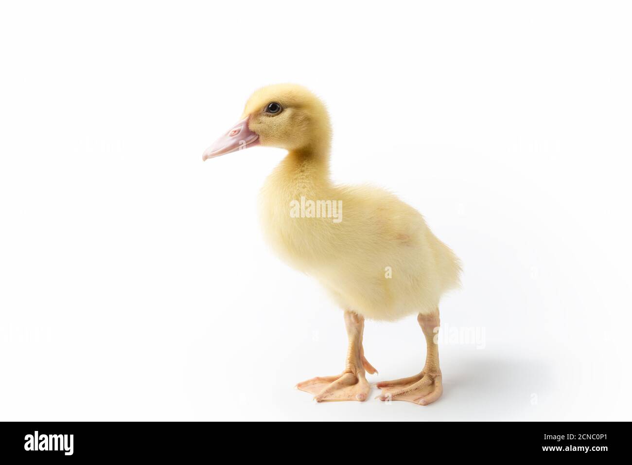 little duck isolated Stock Photo